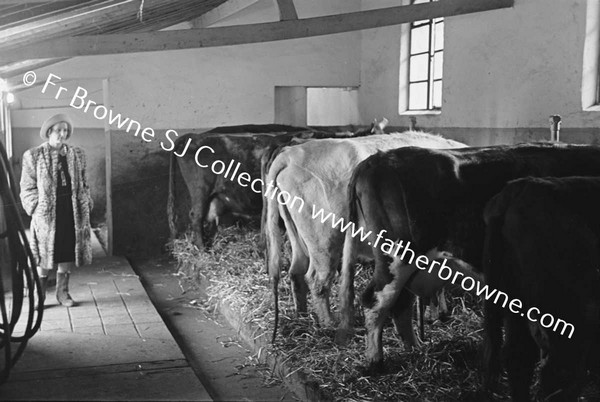 MRS ALEXANDER AND COWS